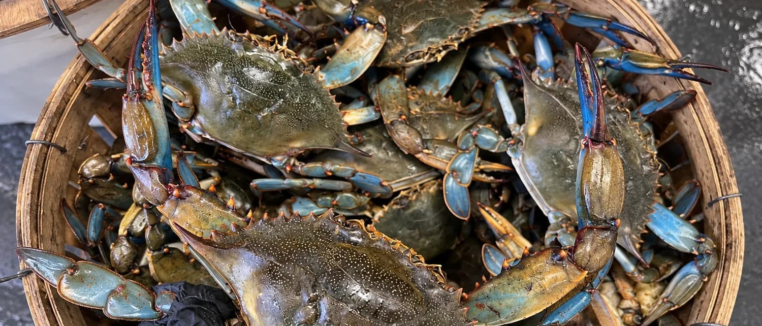 A round wooden bushel basket packed with live blue crabs, their claws tipped in blue and their shells still wet, a gloved hand steadying one at the near rim.