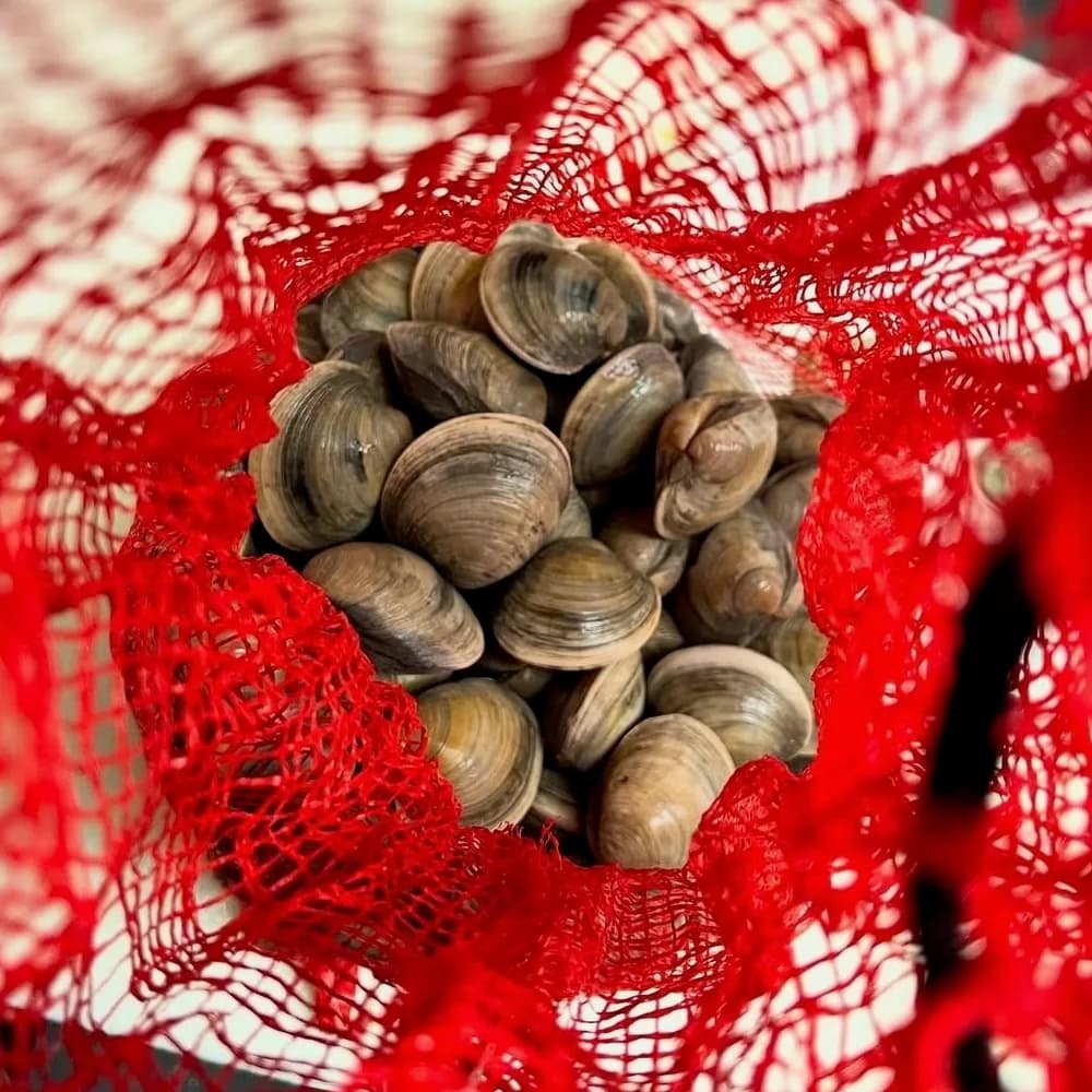 Looking down into an open red mesh bag packed with closed hard-shell clams, their shells ridged grey and tan.
