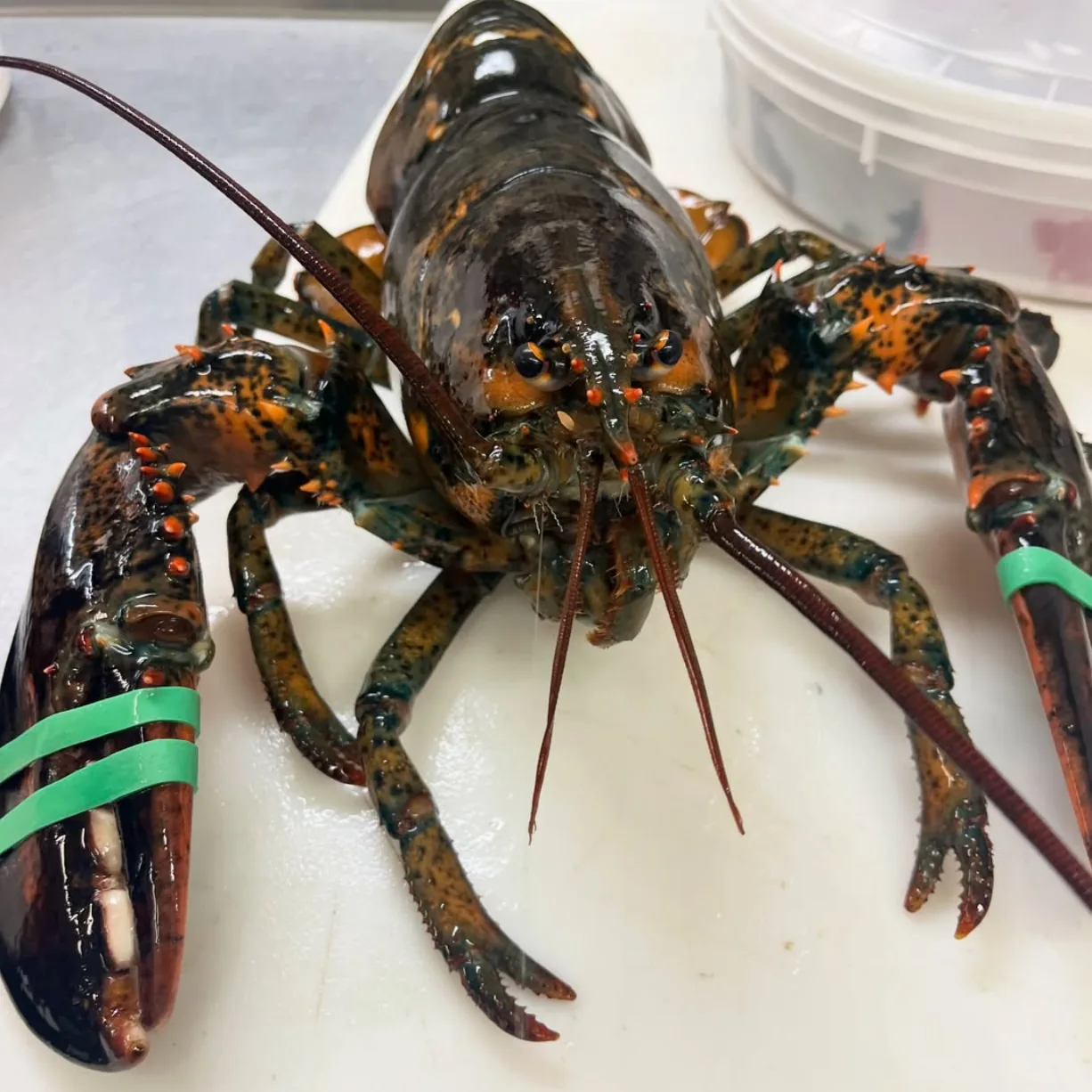 A live lobster on a white cutting board, dark mottled green-brown shell, antennae out and both claws banded in green.