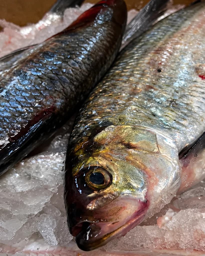 Two whole silver fish laid on crushed ice, shot close on the head of the front one — clear dark eye, gold-green gill plate, scales still wet.