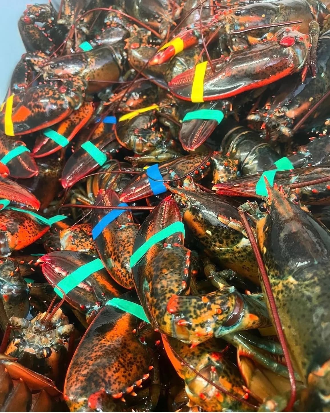 Dozens of live lobsters piled together, dark mottled shells flecked with orange, their claws banded shut in green, blue and yellow.