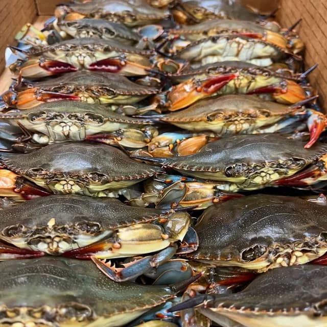 Live blue crabs packed in rows in a cardboard box, claws tucked, shells still wet.