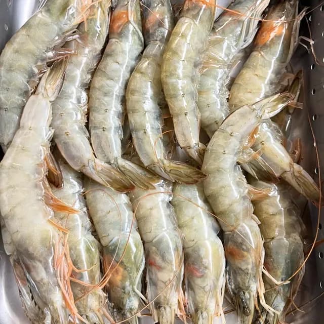Raw white shrimp, heads and shells on, packed in rows in a steel colander.