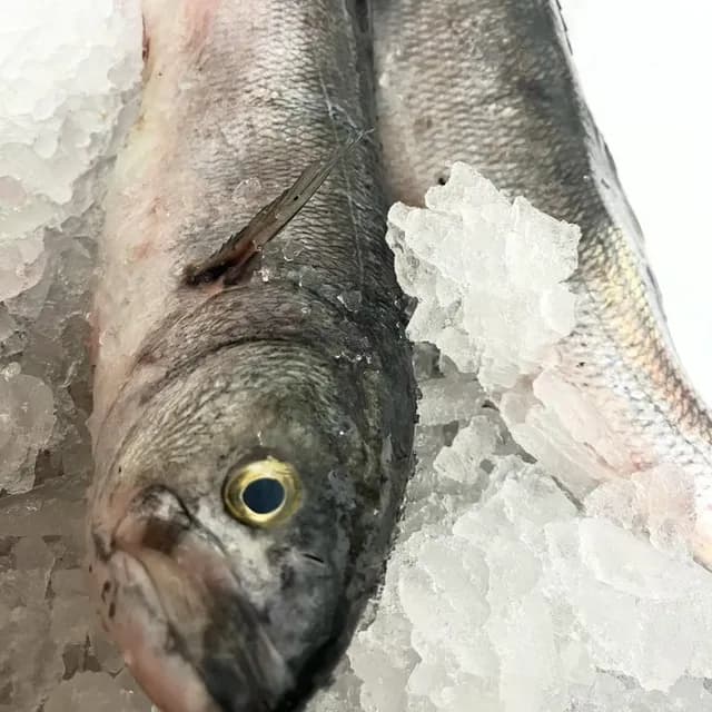 A whole striped bass on crushed ice, gold-ringed eye and gill plate to the camera.