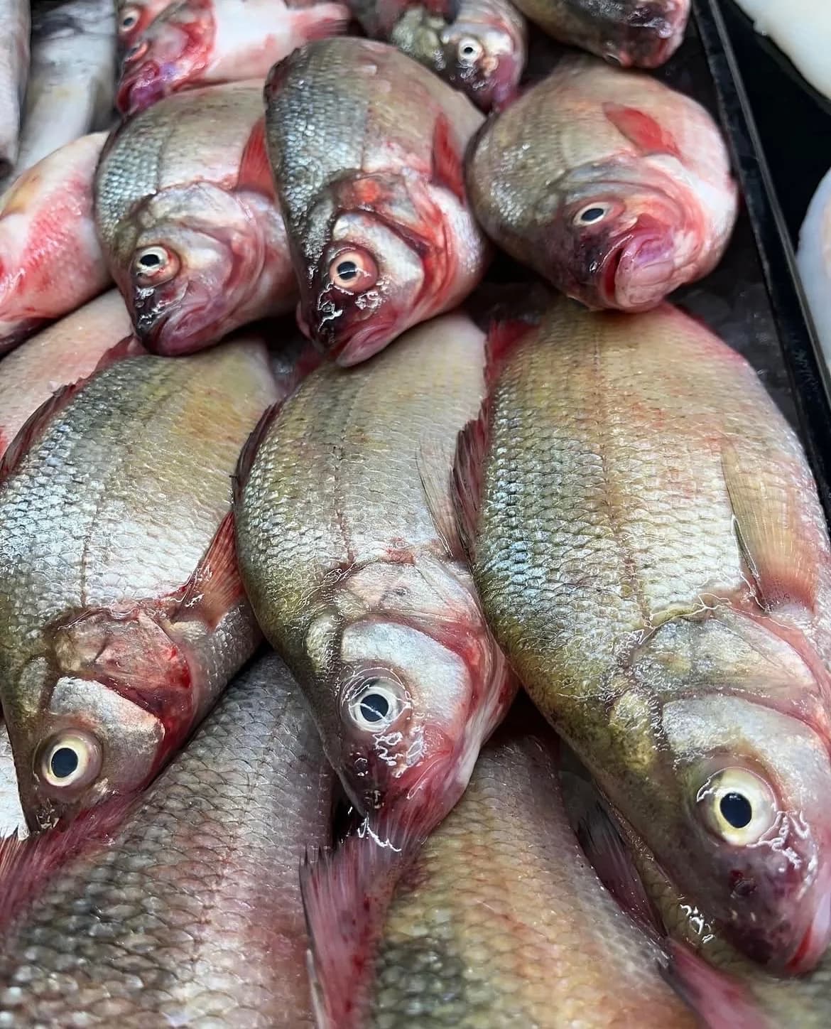 Whole silver fish stacked close together at the counter, heads on, gills flushed pink, eyes clear and scales still wet.